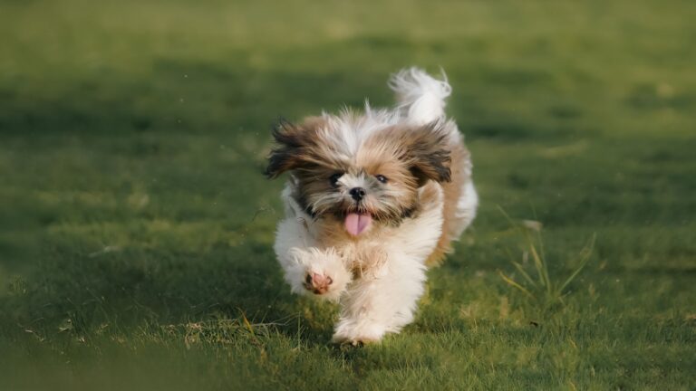 small dogs longevity