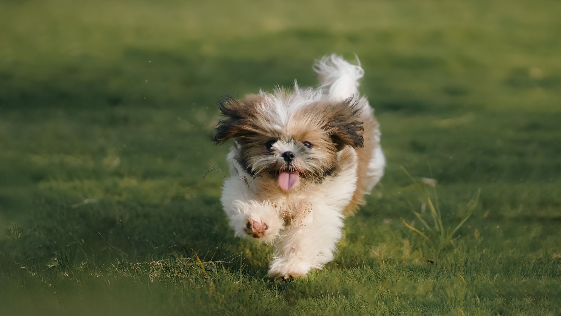 small dogs longevity
